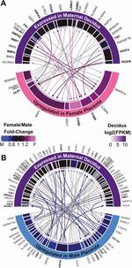 Sexually Dimorphic Crosstalk at the Maternal-Fetal Interface